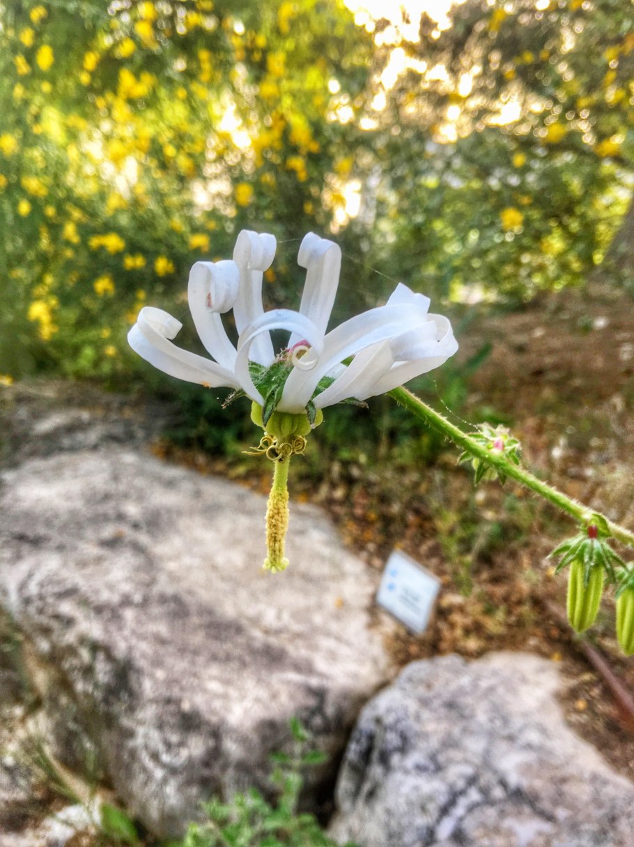 Вяжечка гладкая