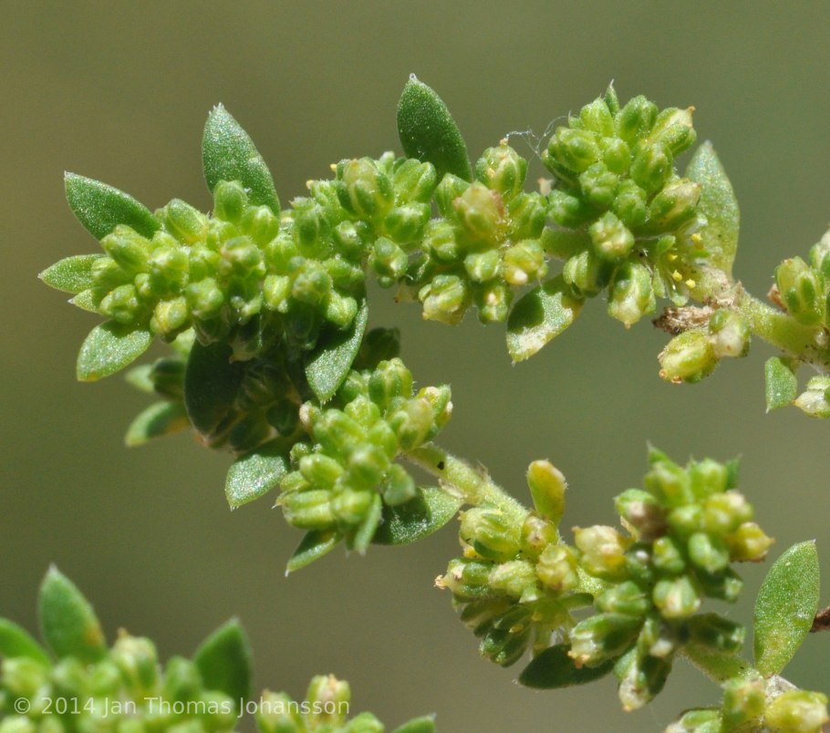 Лакрица Солодка растение