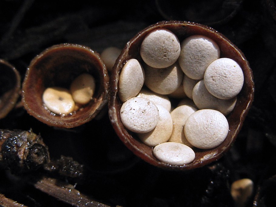 Скрышевателт листов