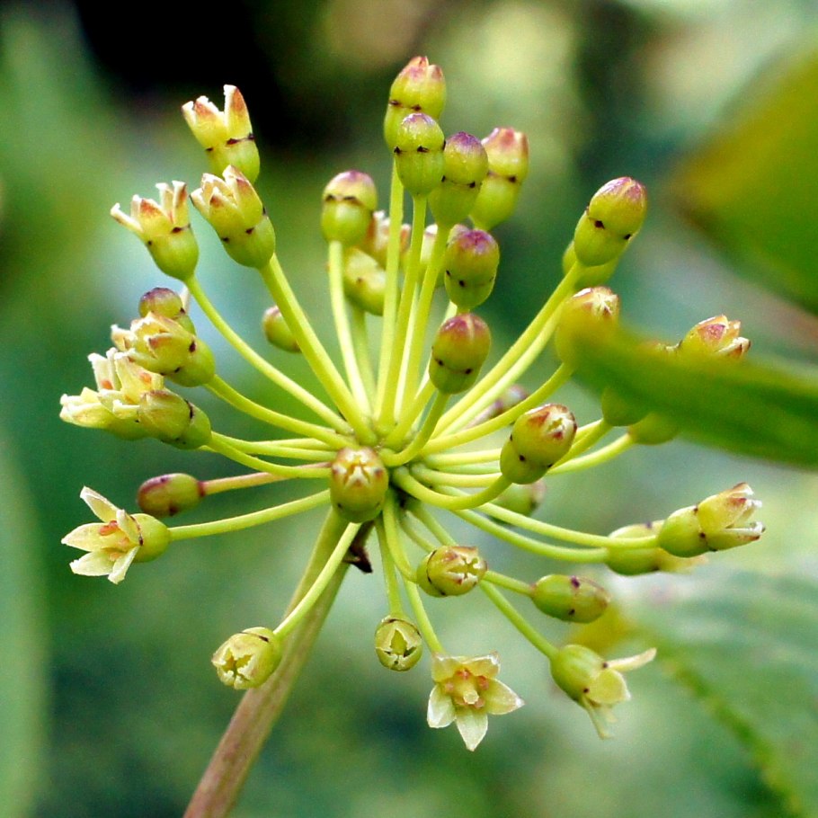 Leucopogon Fletcheri