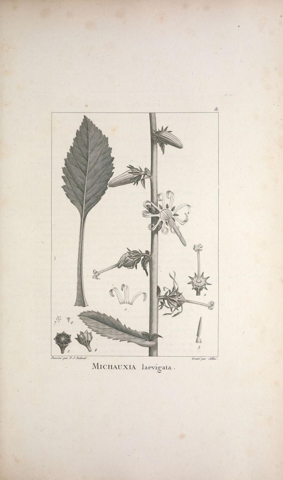 Вяжечка гладкая