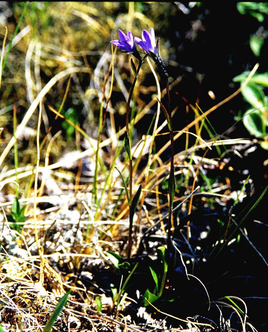 Горец птичий (спорыш, гусиная трава