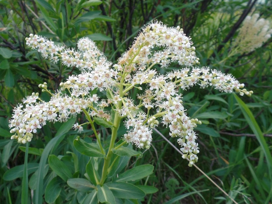 Ткань капучино