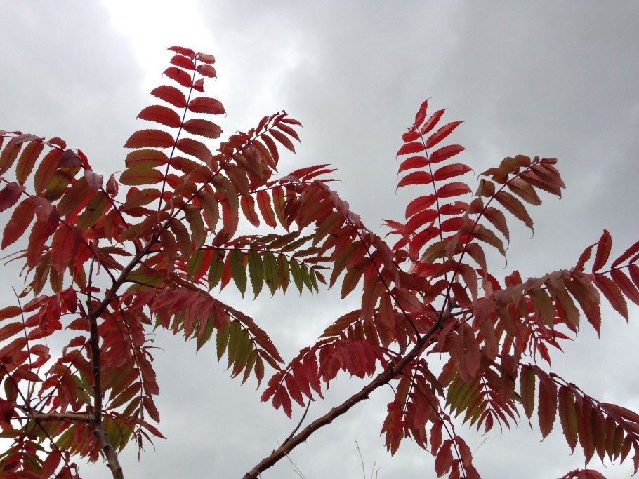 Плоский животик