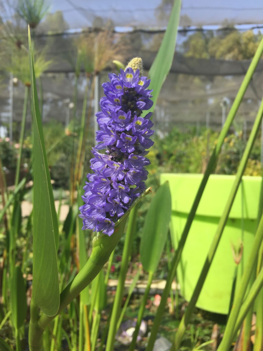 Деревья с белыми цветами Израиль