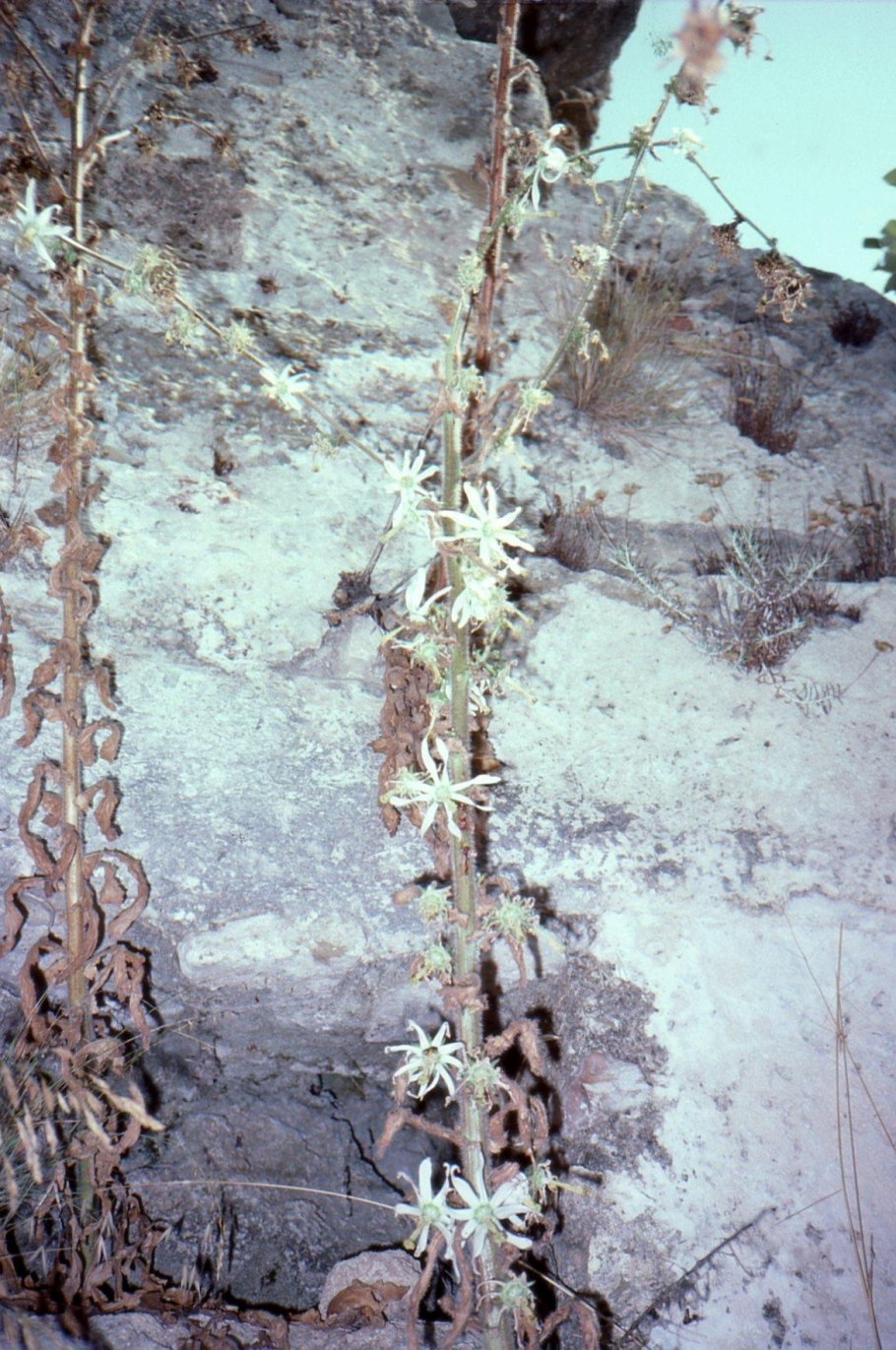 Campanula uniflora l.