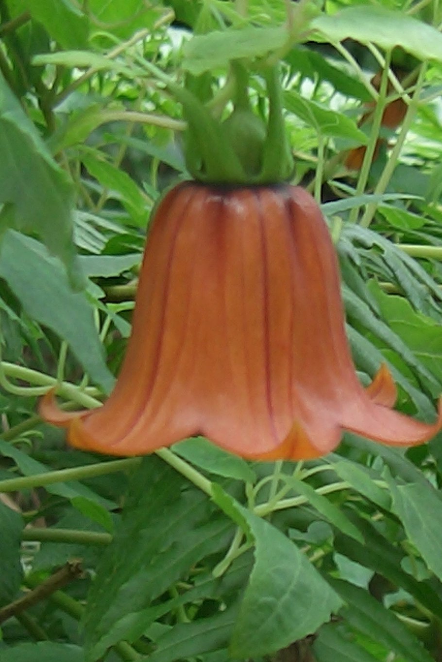 Гладкомышечные клетки вен