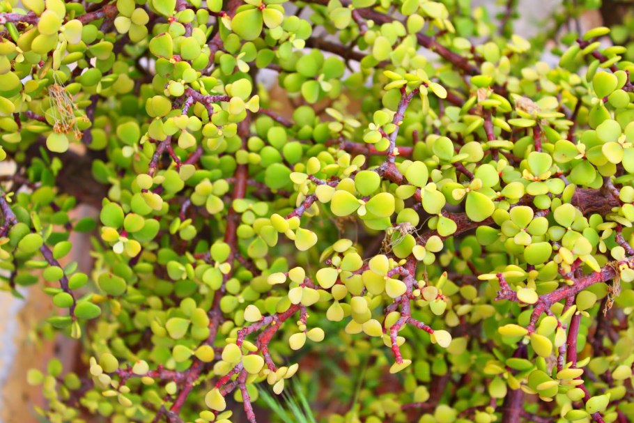 Портулакария афра вариегата