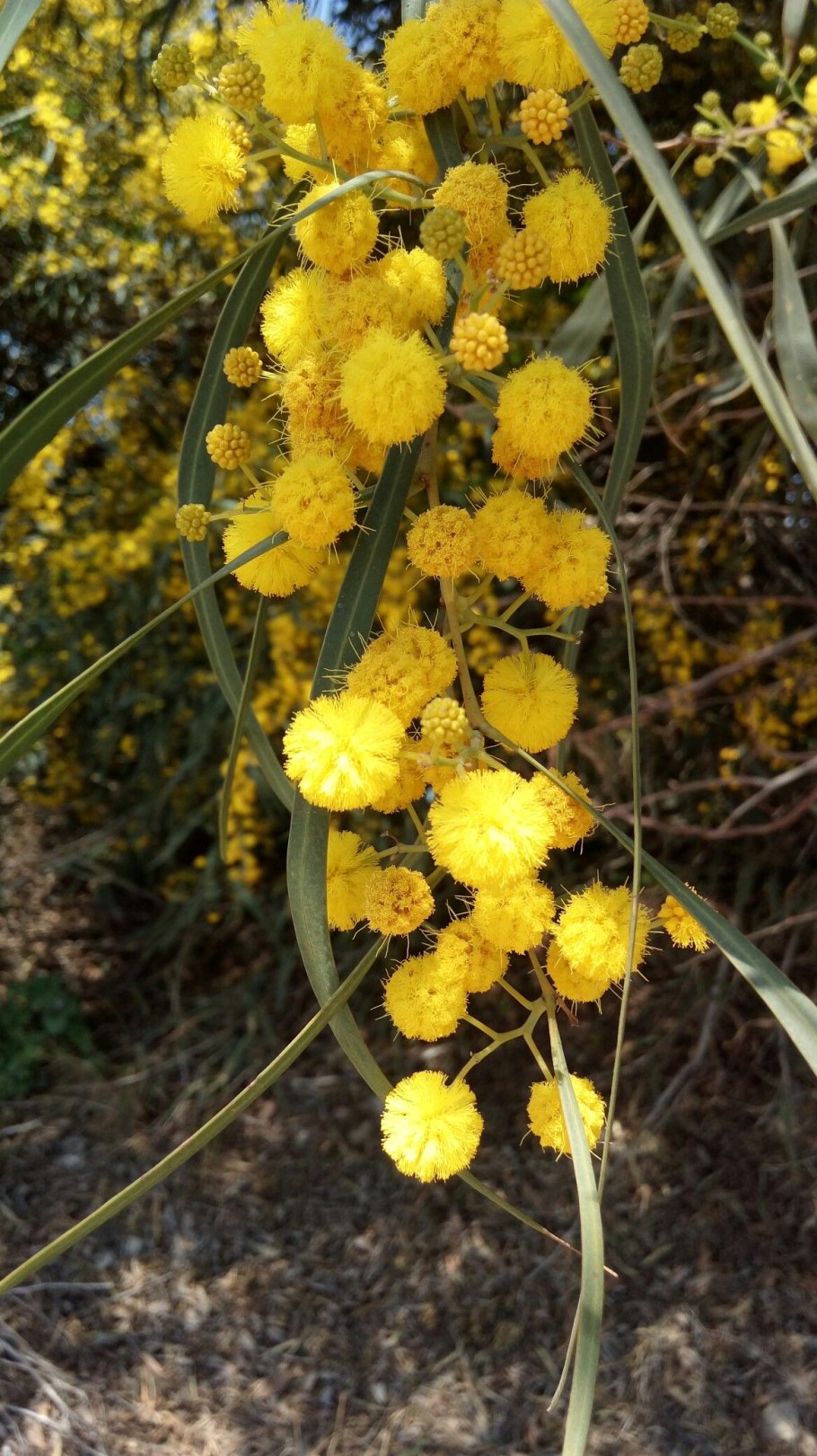 Женские дефекты тела фото