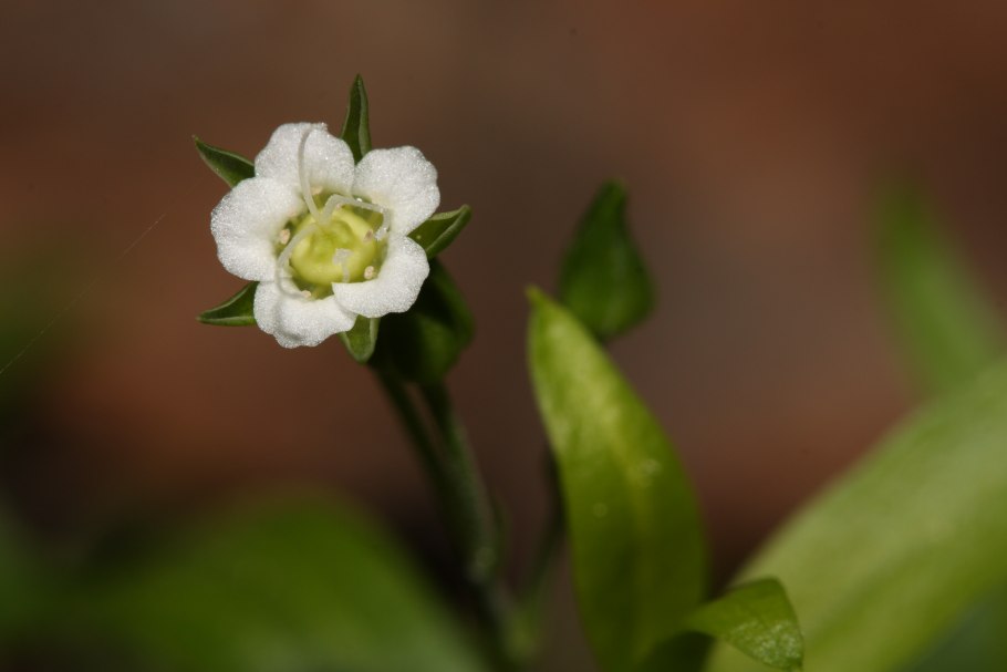 Moehringia macrophylla