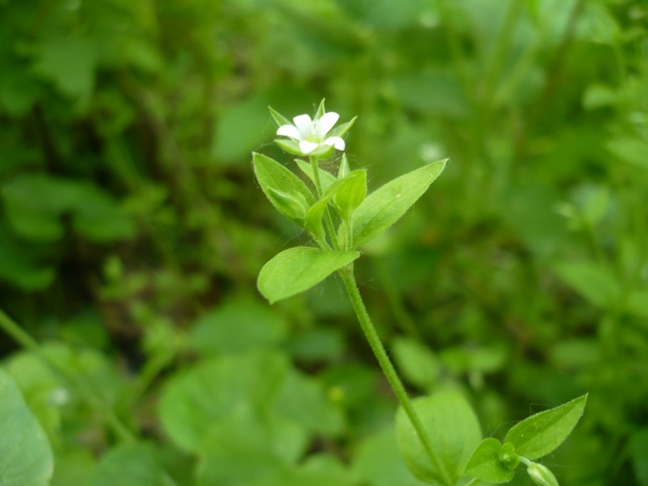 Moehringia macrophylla