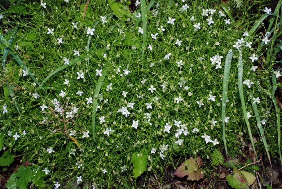 Moehringia lateriflora