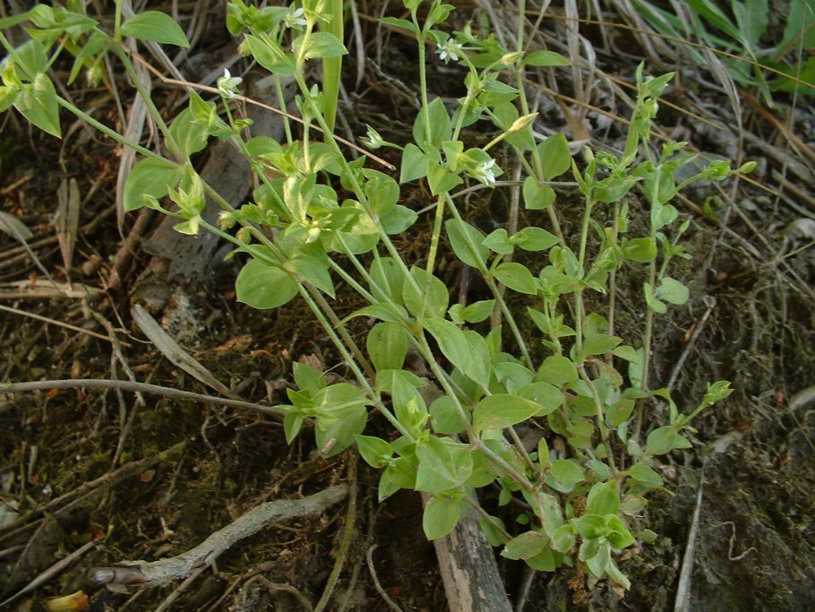 Arenaria serpyllifolia