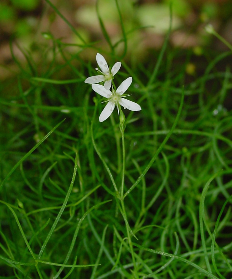 Moehringia muscosa