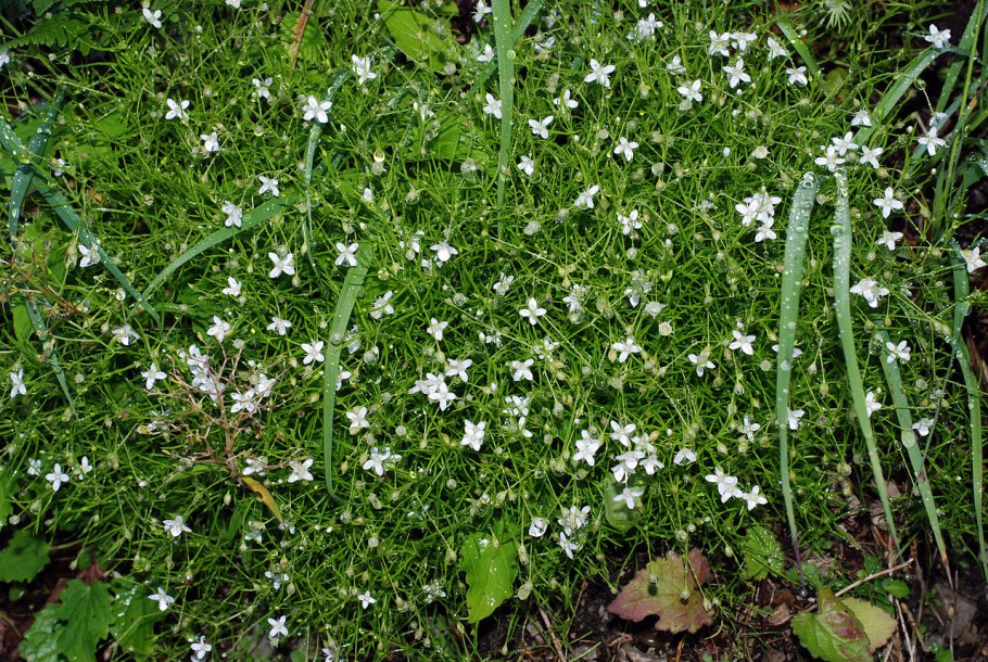 Мёрингия бокоцветковая