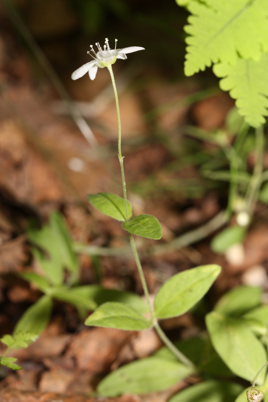 Moehringia macrophylla