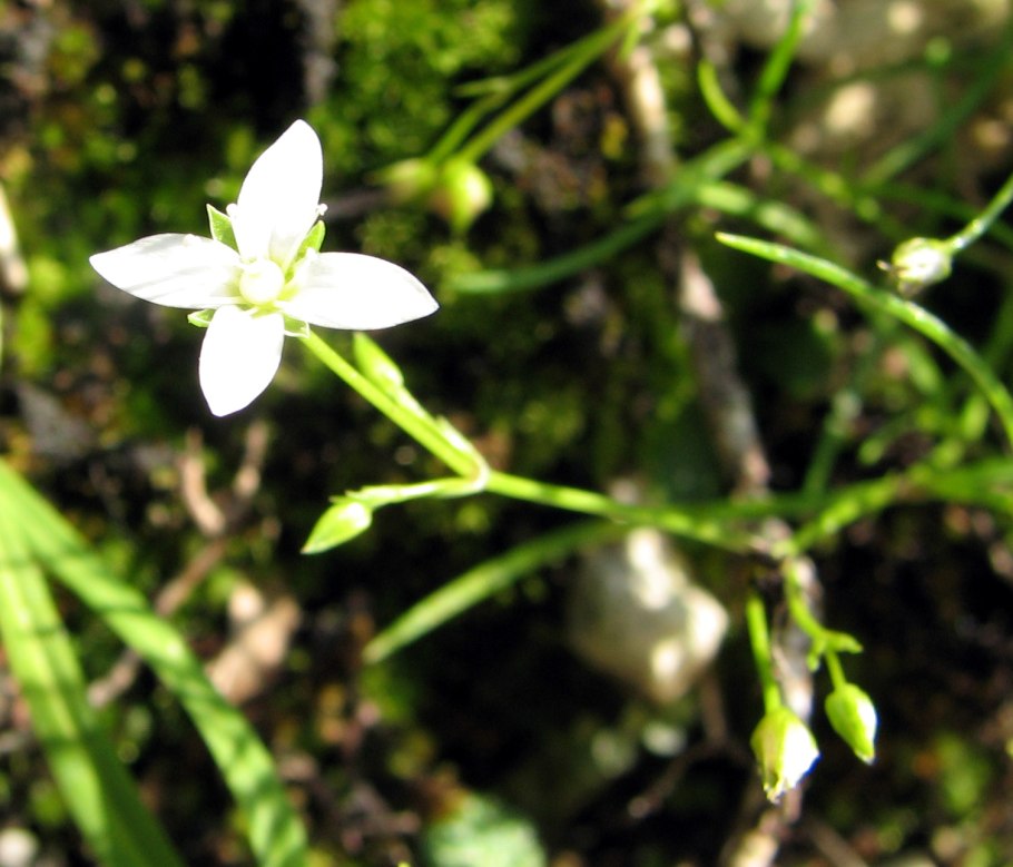 Moehringia lateriflora