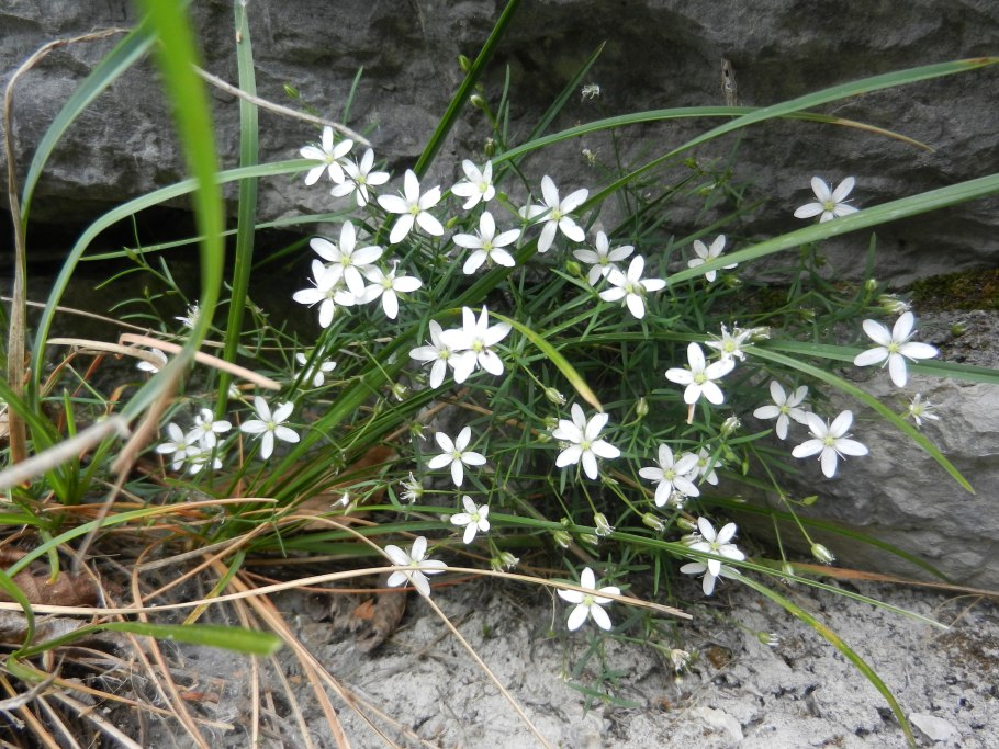 Moehringia muscosa