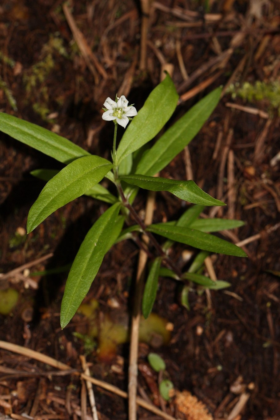Moehringia macrophylla