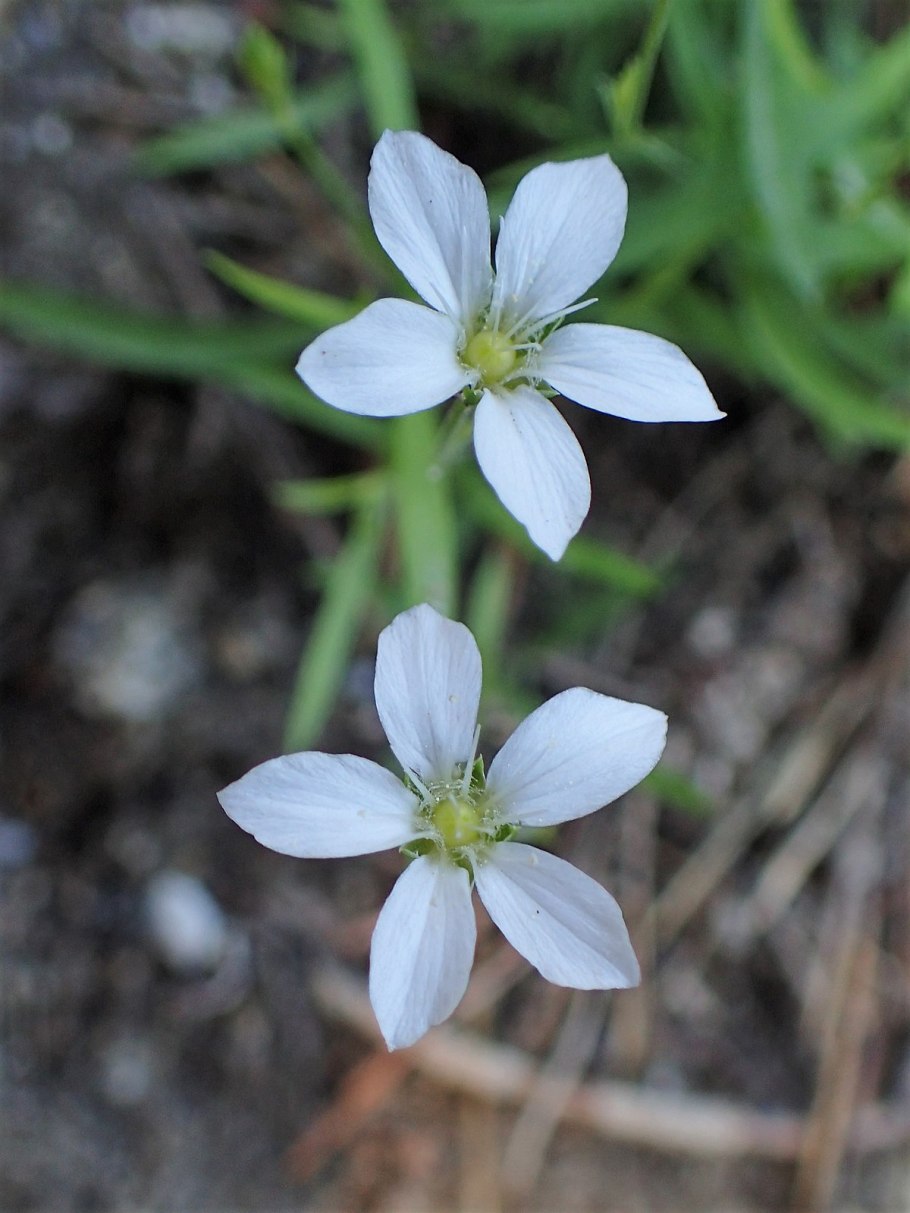 Moehringia lateriflora