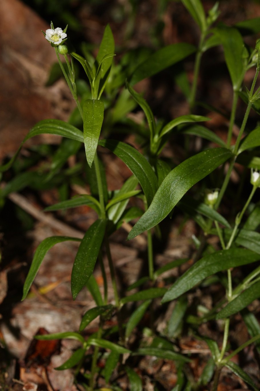 Moehringia ciliata