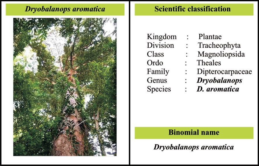 Dryobalanops camphora