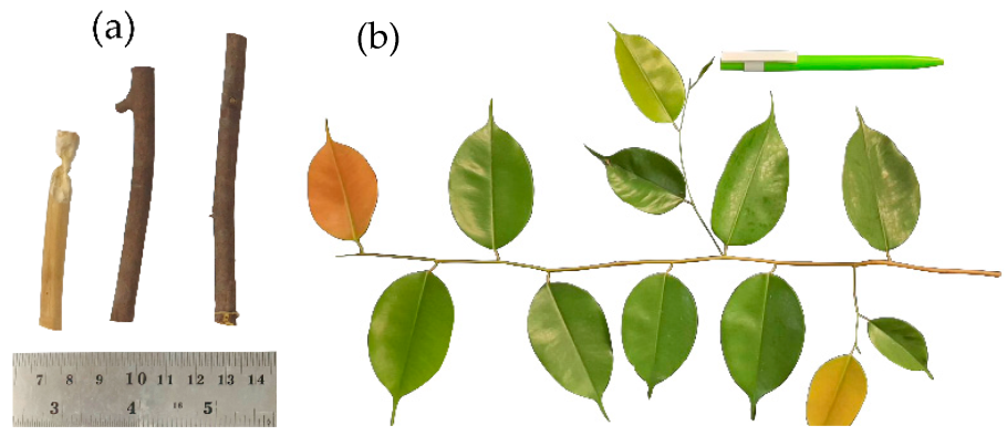 Диптерокарпус плод