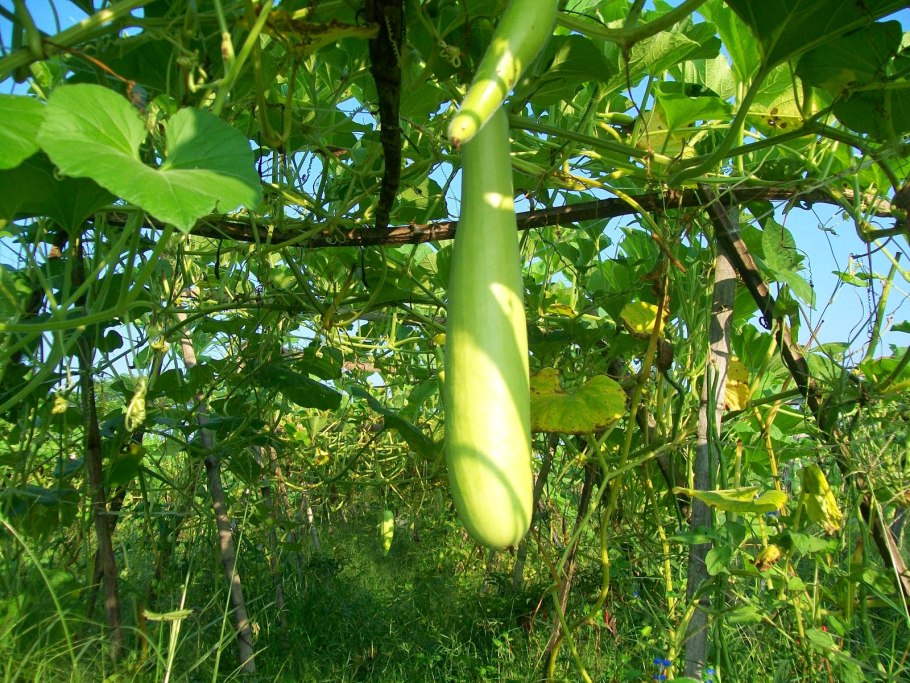 Лагенария змеевидная