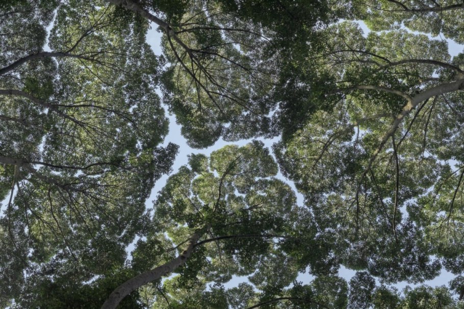 Eusideroxylon zwageri