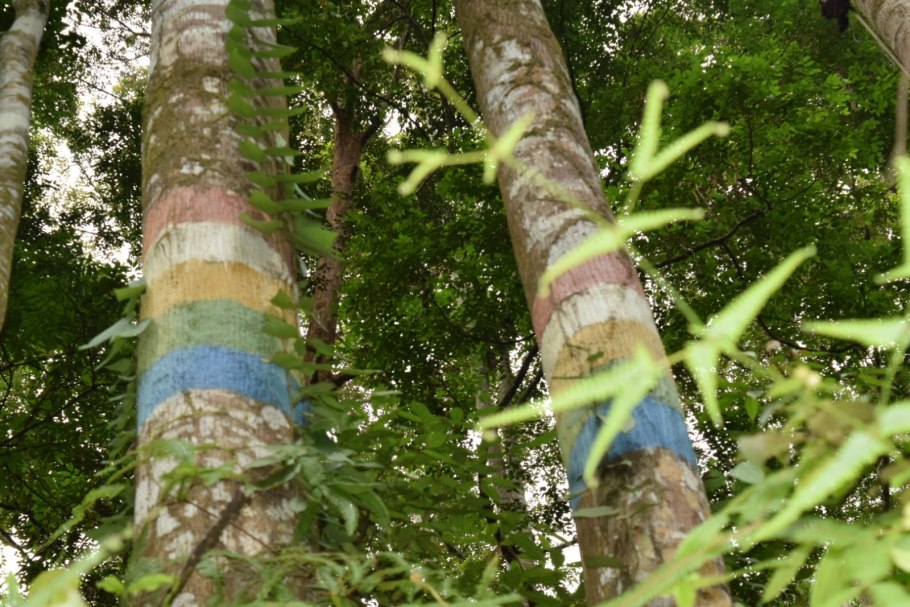 Феномен застенчивая крона