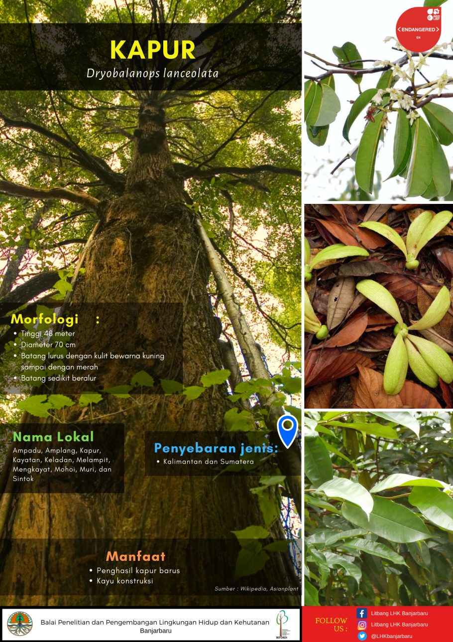 Растение Паветта Купера