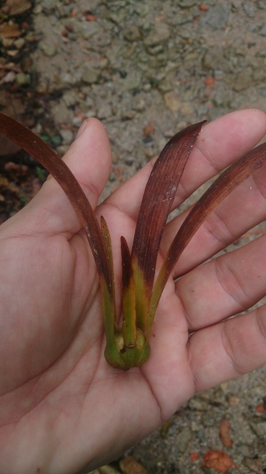 Dryobalanops lanceolata