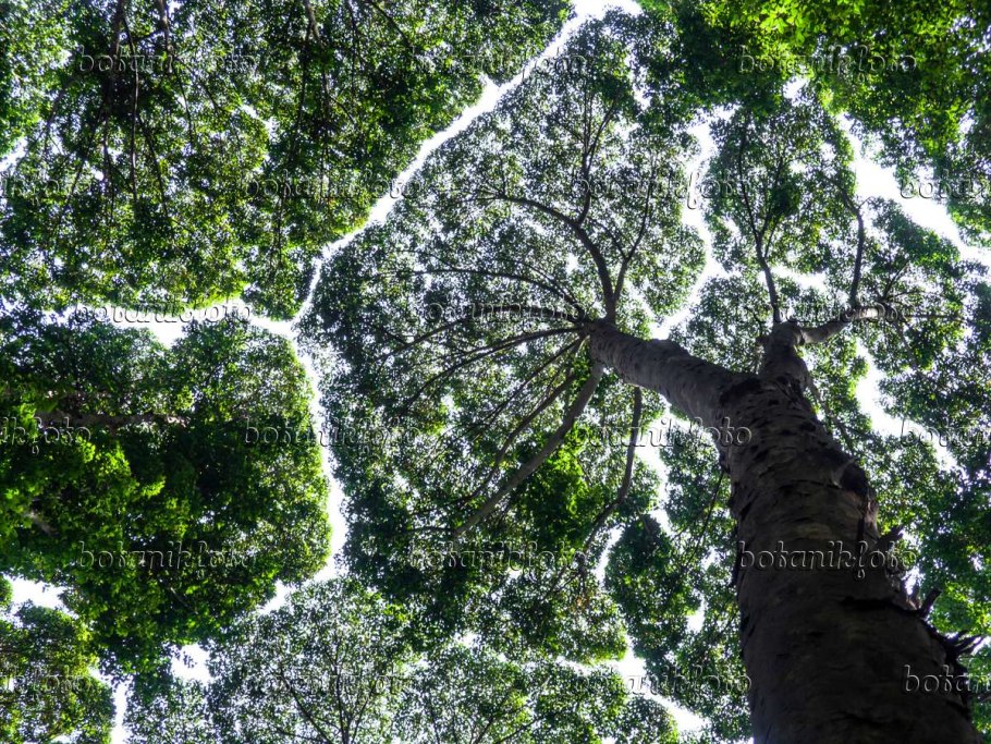 Дриобаланопс ароматный