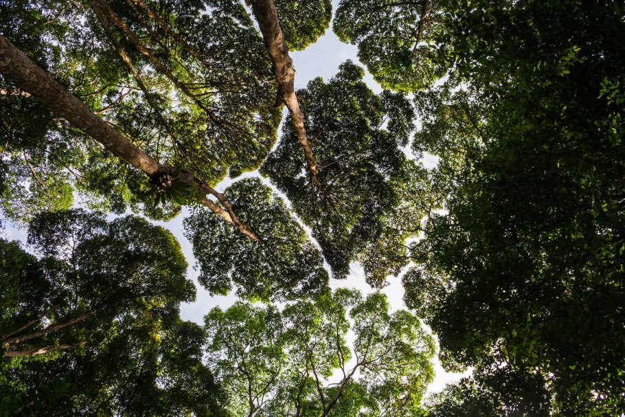 Crown shyness