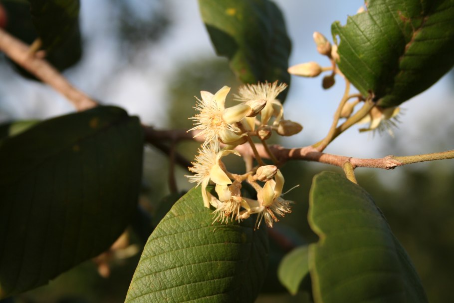 Виниферин формула