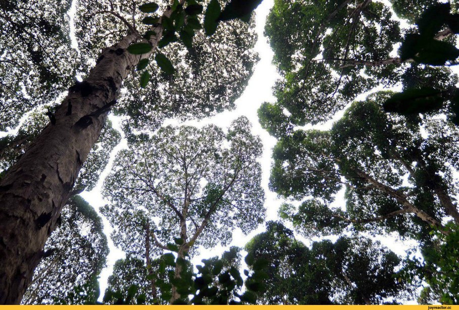 Застенчивость кроны