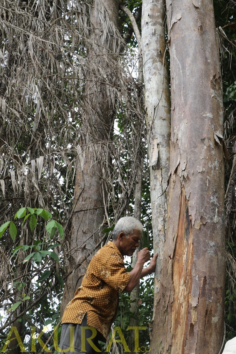 Виниферин что это
