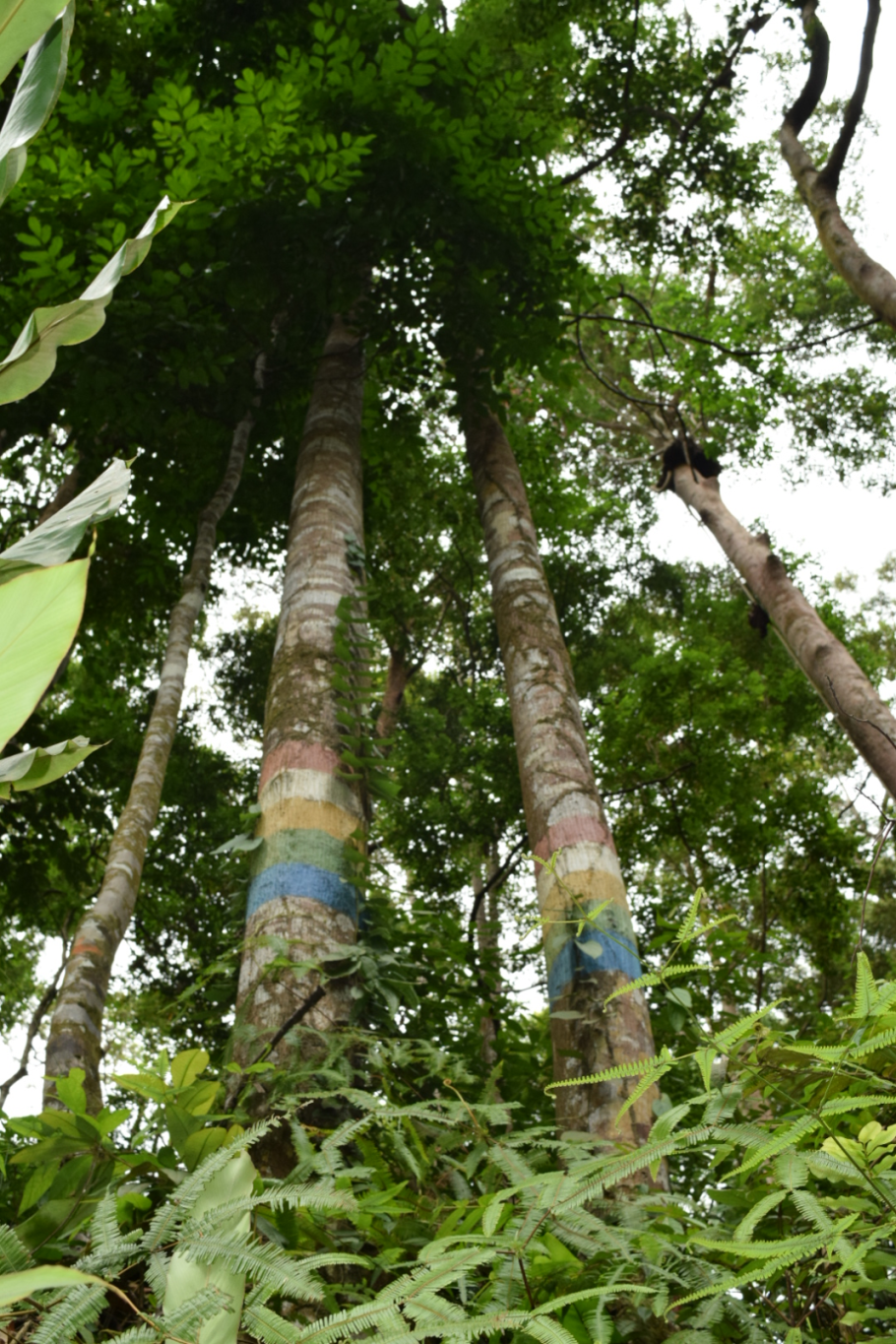 Изучение возобновления лесов