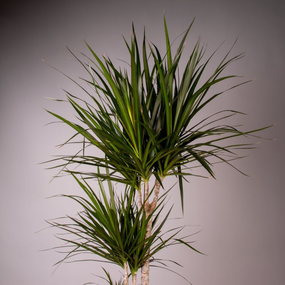 Драцена отогнутая (Dracaena Reflexa)