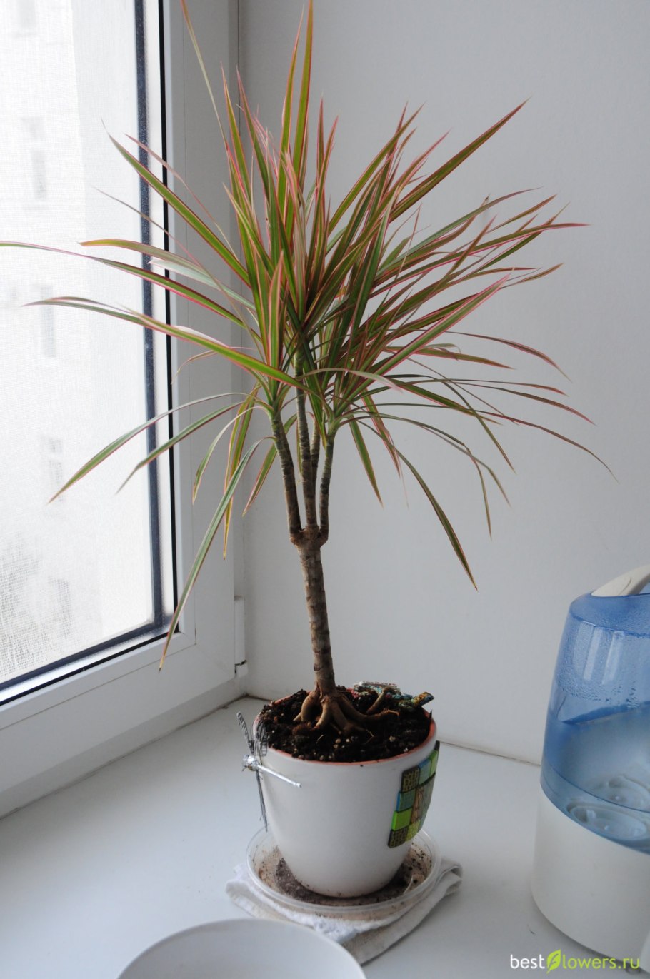 Драцена окаймленная маджента