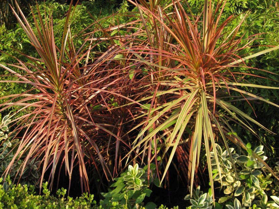 Dracaena marginata tricolor
