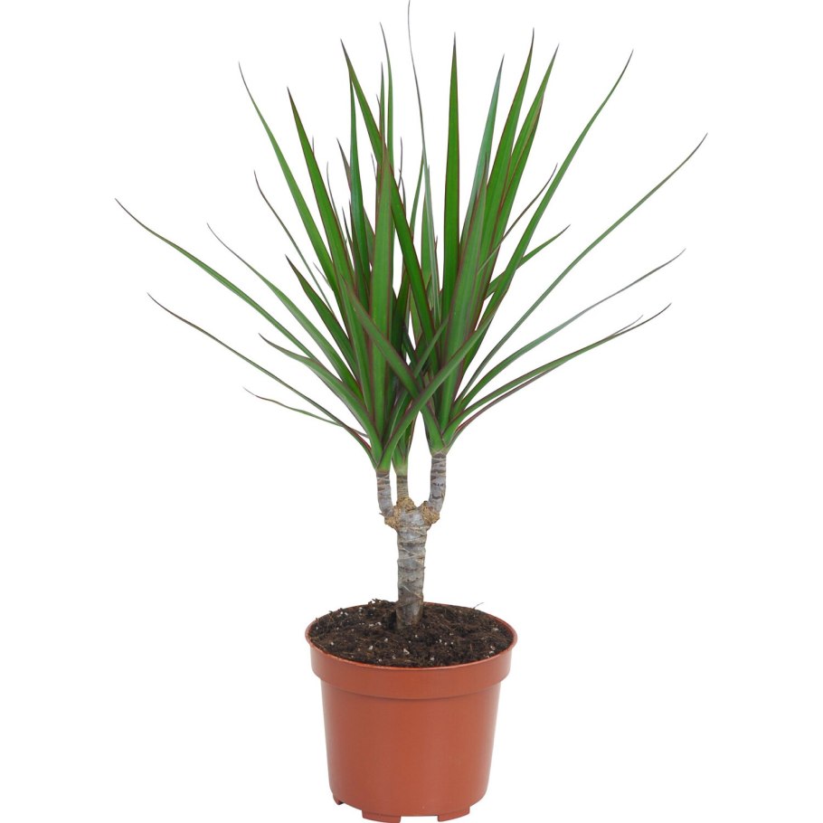 Драцена окаймлённая Маргината