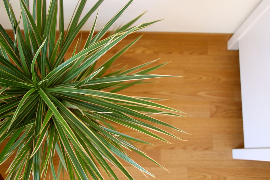 Драцена Маргината биколор