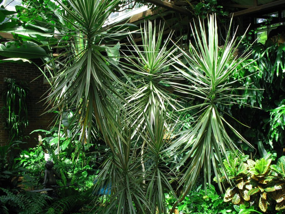 Yucca aloifolia