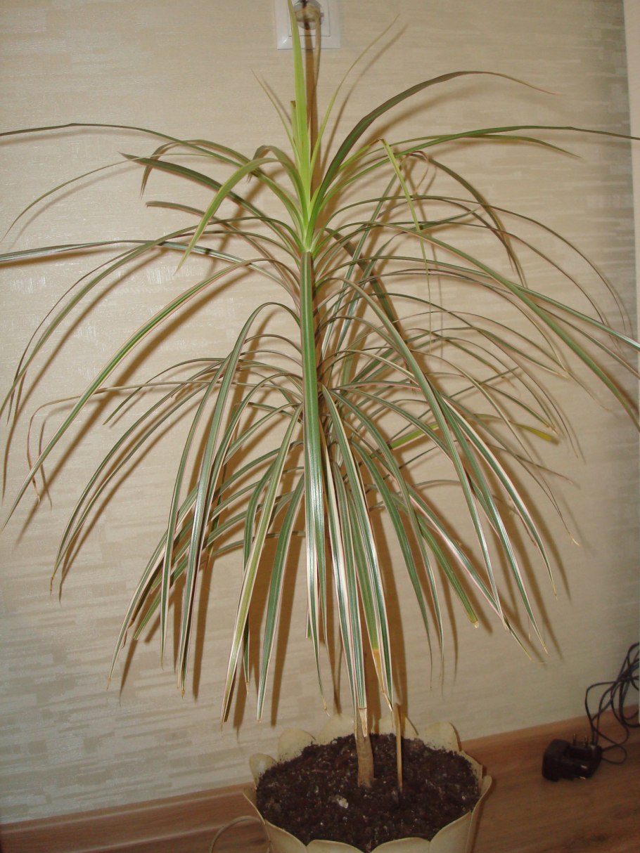 Пальма драцена окаймленная