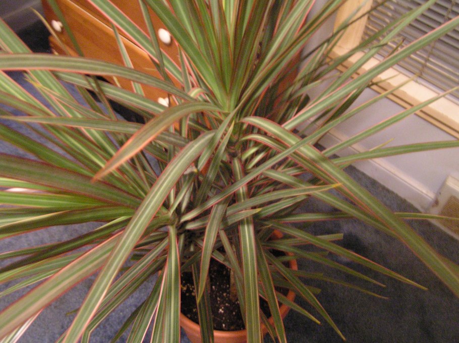 Драцена окаймлённая Маргината