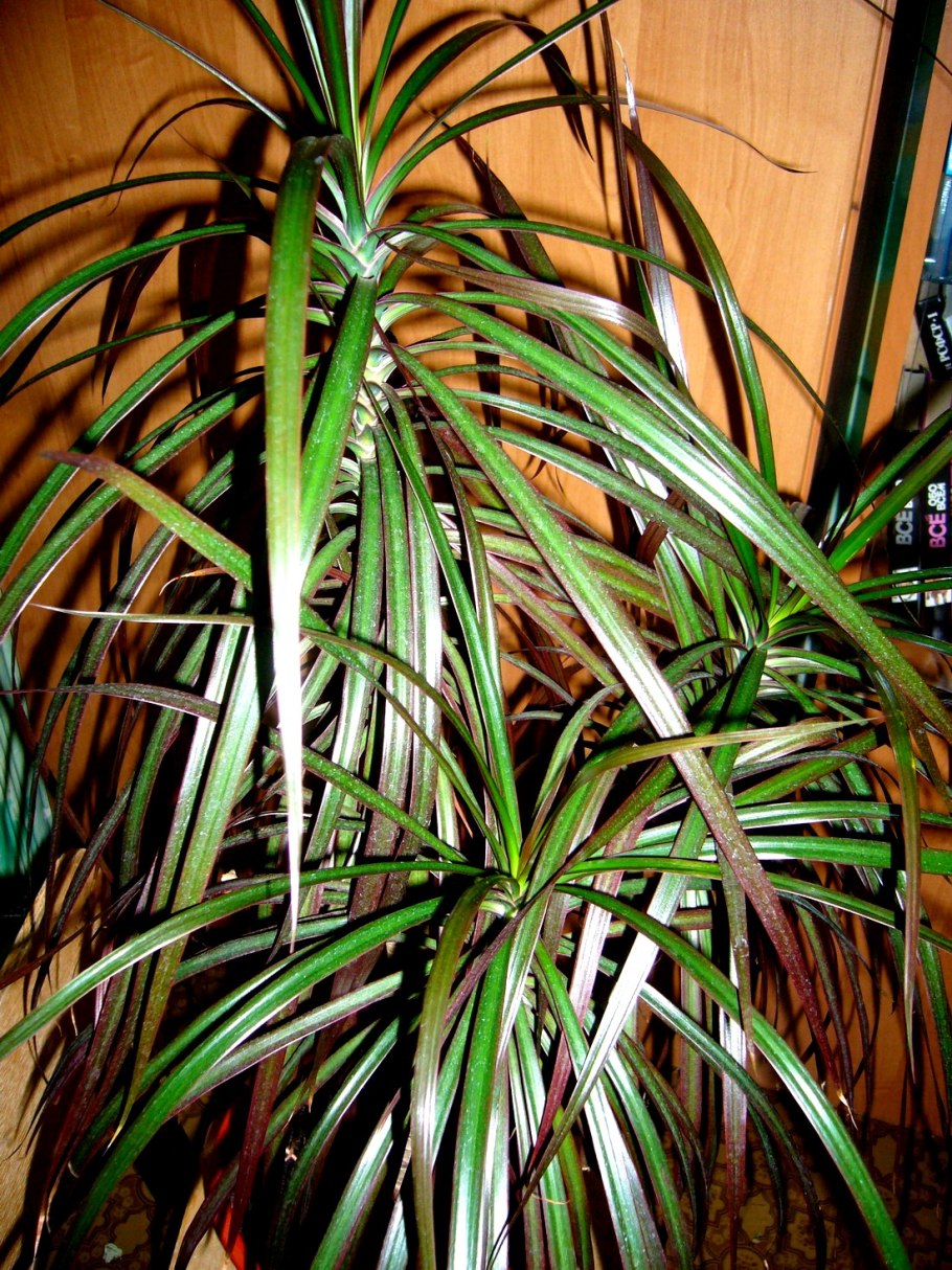 Растение Драцена окаймленная