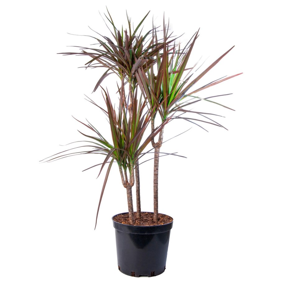 Драцена окаймлённая