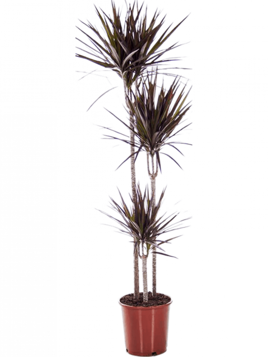 Драцена маргината магента