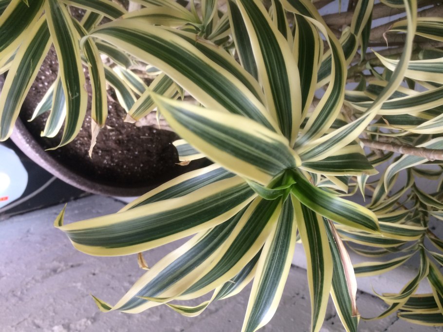 Драцена окаймлённая Триколор